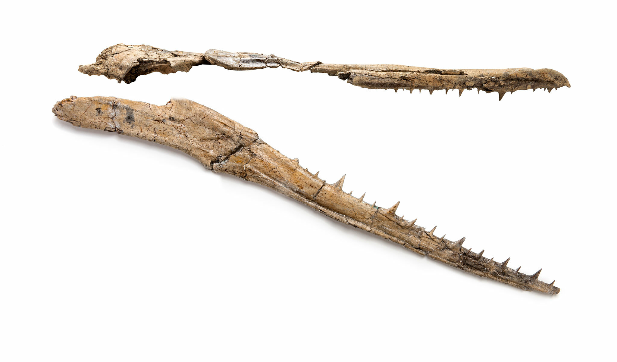 <i><b>Pelagornis Skull,</b></i> 26–28 Million Years Old<br> <i>Pelagornis sandersi</i> <br> Discovered at the Charleston International Airport by a Museum volunteer, <i>Pelagornis sandersi</i> is the largest known bird capable of flight. The bony projections on the beak are bone spikes resembling teeth.
