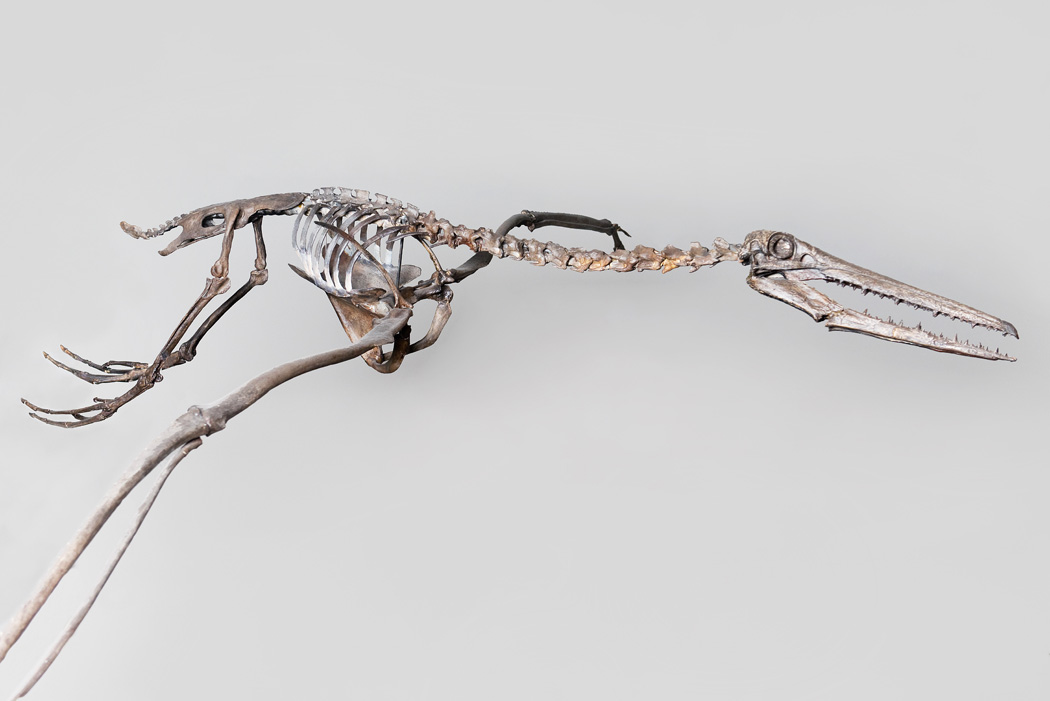 The World's Largest Flying Bird: A Fossil "Dragon" from Charleston