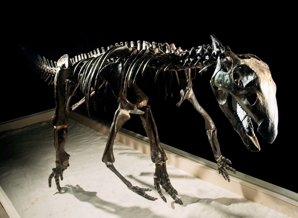 Thescelosaurus skeleton-Charleston-Museum