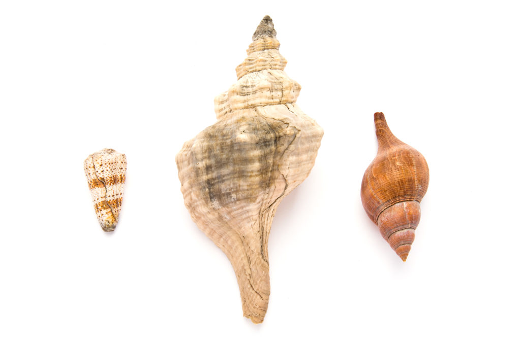 Full S.T.E.A.M. Ahead: Seashell Identification