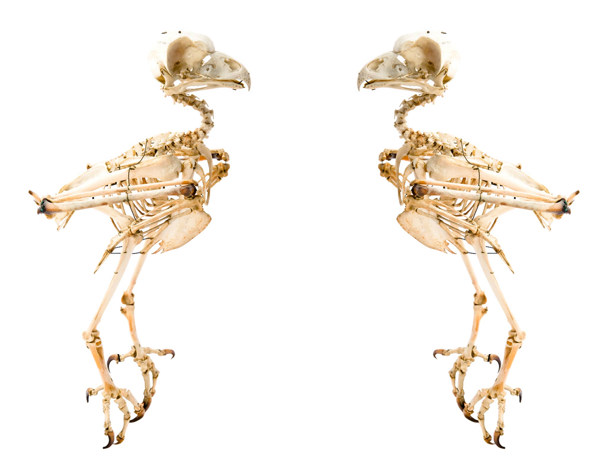 Conversations with a Curator: Natural History Curator Matthew Gibson on Skeletons