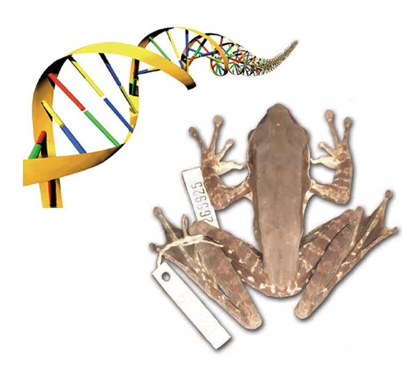 2016 Fall Lecture Series - New Uses for Old Collections: Historical DNA Insights from Natural History Collections of Amphibians and Reptiles