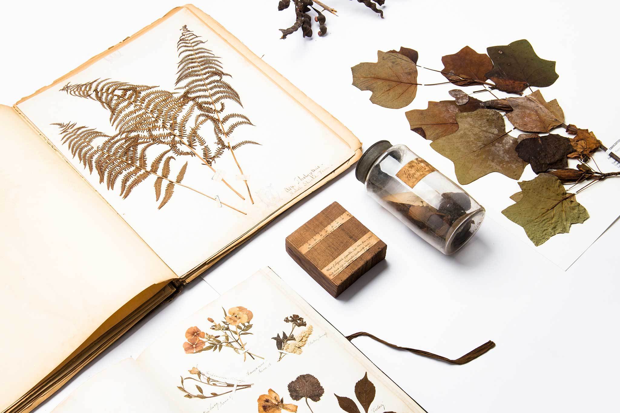 Conversations with a Curator: The Art of Herbaria