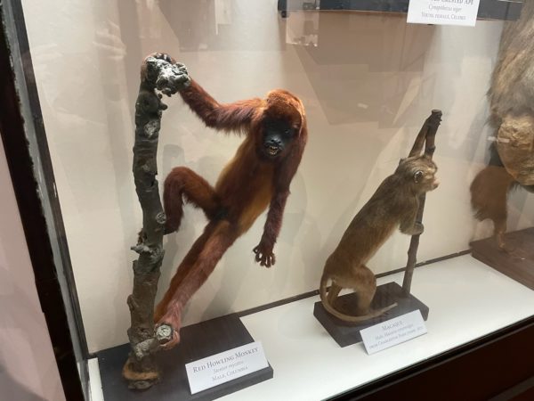 Kid Tours: Museum Monkeys