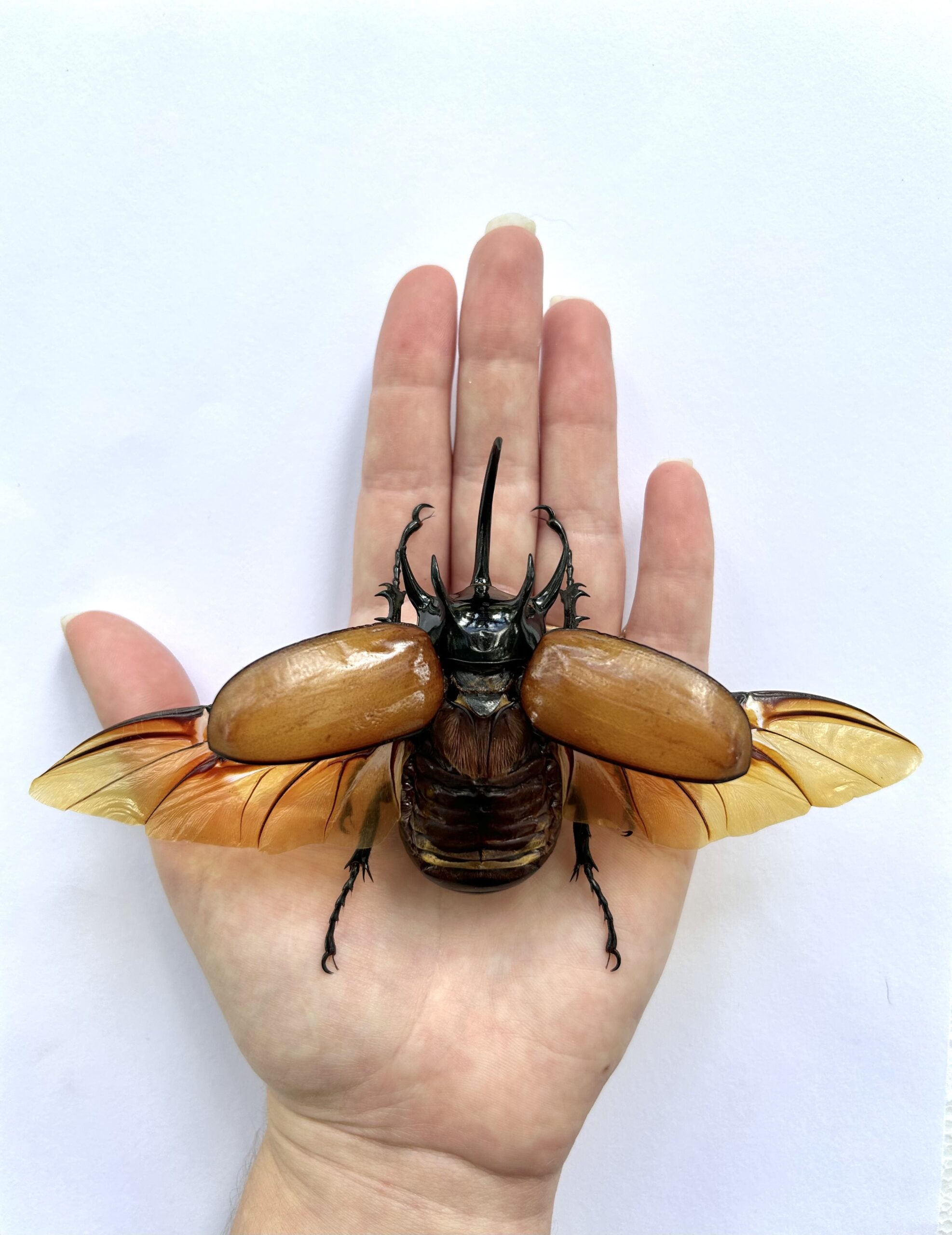 Winged Wonders: Beetle Pinning and Preservation Workshop
