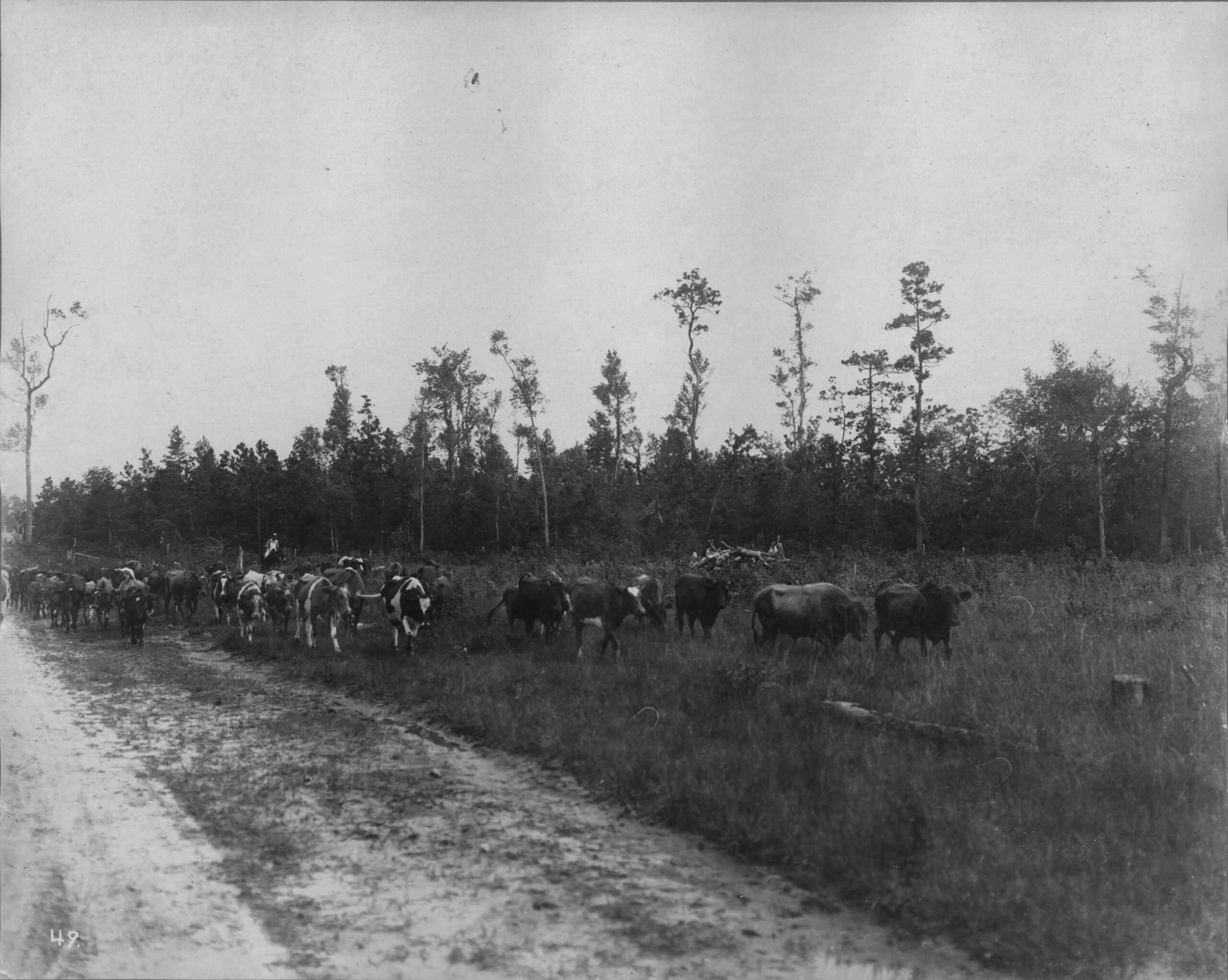 Emergence and Evolution of Carolina's Colonial Cattle Economy with Dr. Elizabeth J. Reitz